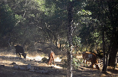 Cattle (0220)