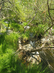 Chowchilla River (0193)