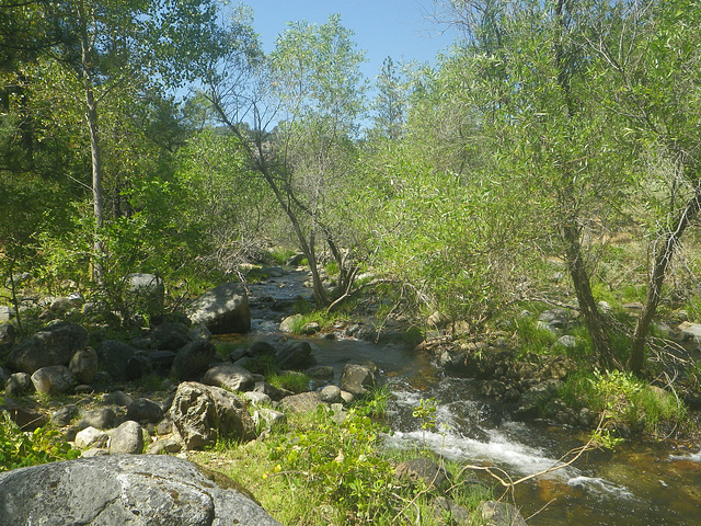 Chowchilla River (0212)