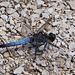 20110609 5642RAw [F] Großer Blaupfeil (Orthetrum cancellatum), Libelle [Mas-Thibert]