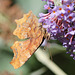 Polygonia c -album- Robert-le-diable