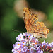 Polygonia c -album- Robert-le-diable