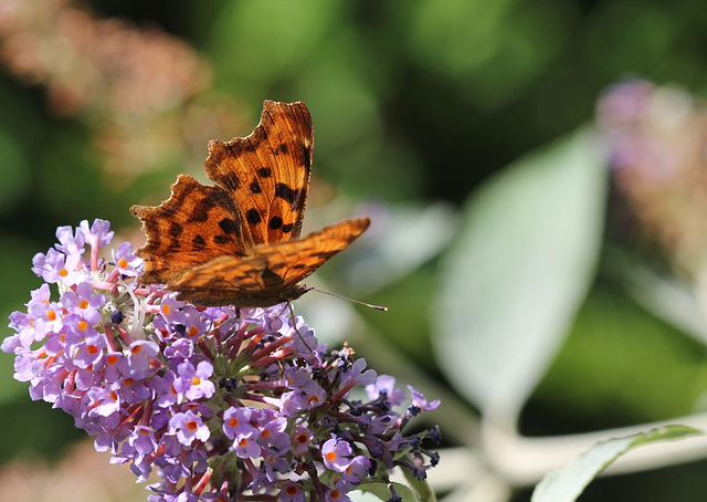 Polygonia c -album- Robert-le-diable