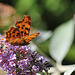 Polygonia c -album- Robert-le-diable