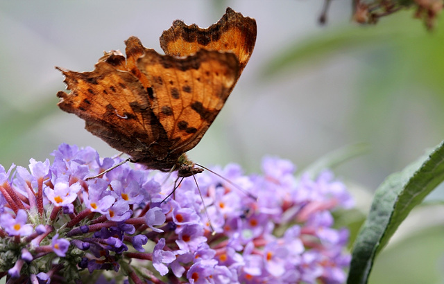 Polygonia c -album- Robert-le-diable