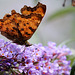 Polygonia c -album- Robert-le-diable