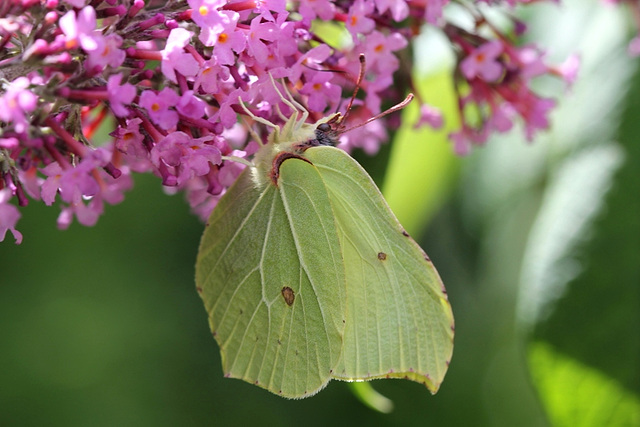 Gonepteryx rhamni- Citron vert