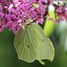 Gonepteryx rhamni- Citron vert