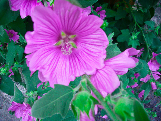 Roses trémières