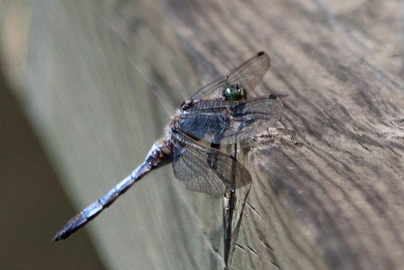 20110609 5629RAw [F] Großer Blaupfeil (Orthetrum cancellatum) [m], Mas-Thibert, Camargue