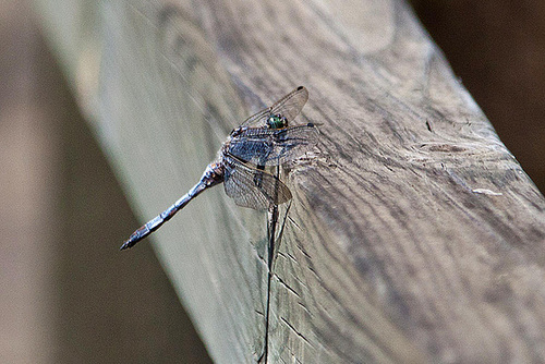 20110609 5628RAw [F] Großer Blaupfeil (Orthetrum cancellatum) [m], Mas-Thibert, Camargue