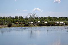 20110609 5626RAw [F] Camargue-Pferd [Mas-Thibert]