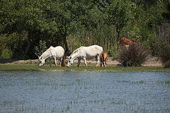 20110609 5624RAfw Camargue-Pferd [Mas-Thibert]