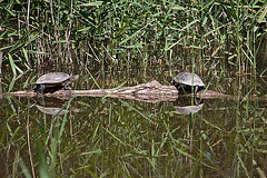 20110609 5620RAw [F] Europäische Sumpfschildkröte [Mas-Thibert]