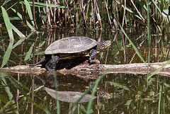 20110609 5620RAw [F] Europäische Sumpfschildkröte [Mas-Thibert]