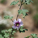 Lavatera maritima bicolore