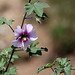 Lavatera maritima bicolore (2)