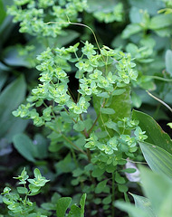 Euphorbia peplus-Euphorbe des jardins