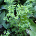 Euphorbia peplus-Euphorbe des jardins