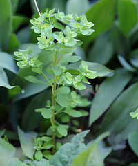 Euphorbia peplus-Euphorbe des jardins (2)