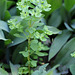 Euphorbia peplus-Euphorbe des jardins (2)
