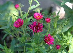 Aster rouge- début de floraison