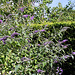 Buddleia mauve