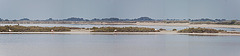 20110603 4992-5000RTw [F] Rosaflamingo, Camargue-Panorama 7 [Phare de la Gachotte]