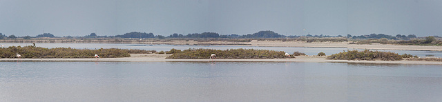 20110603 4992-5000RTw [F] Rosaflamingo, Camargue-Panorama 7 [Phare de la Gachotte]