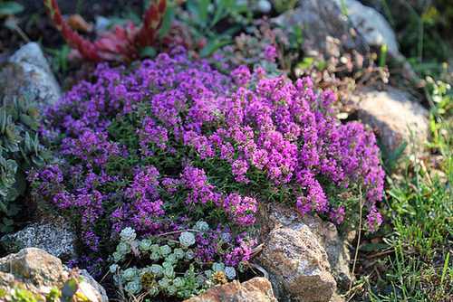 Thymus serpyllum-Thym serpolet