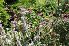 Stachys bizantina-Epiaire et Abelia