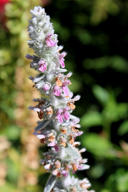 Stachys bizantina