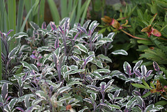 Salvia officinalis -Sauge tricolore