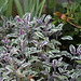 Salvia officinalis -Sauge tricolore