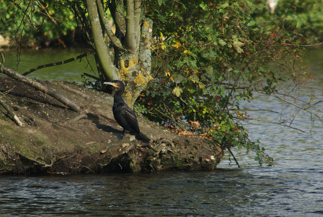 Cormorant