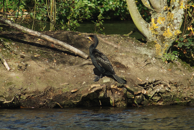 Cormorant