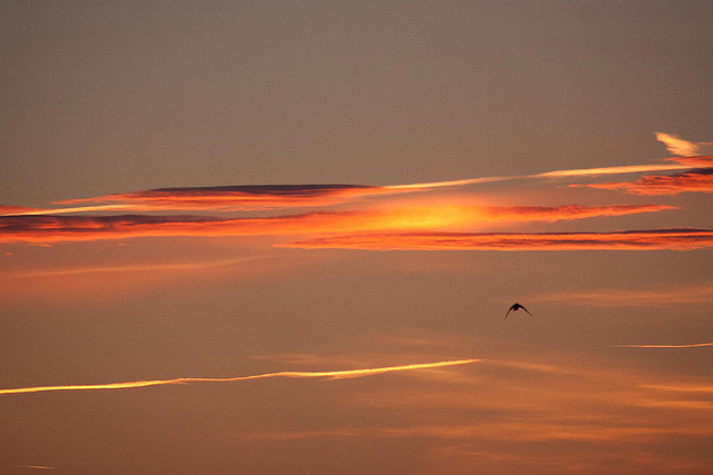 20110608 5613RAw [F] Sonnenuntergang, Le Grau du Roi, Camargue