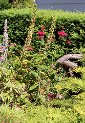 Monarde didyma Cambridge Scarlet