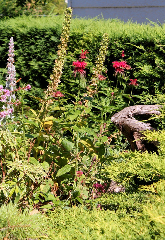 Monarde didyma Cambridge Scarlet