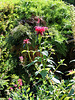 Monardes didyma "Cambridge Scarlet"