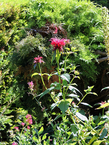 Monardes didyma "Cambridge Scarlet"