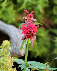 Monardes didyma "Cambridge Scarlet"