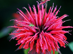 Monardes didyma "Cambridge Scarlet"