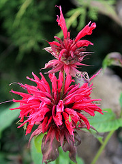 Monardes didyma "Cambridge Scarlet"