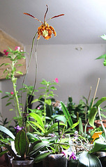 Psychopsis papilio x sanderae  'Butterfly'
