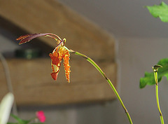 Psychopsis papilio 1