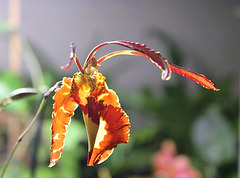 Psychopsis papilio 4