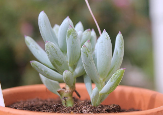 Senecio serpens