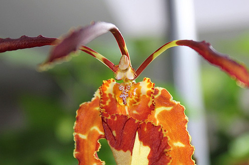 Psychopsis 3