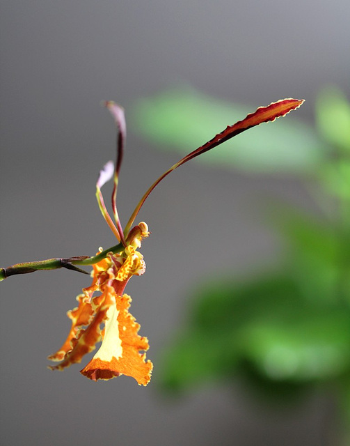 Psychopsis de profil